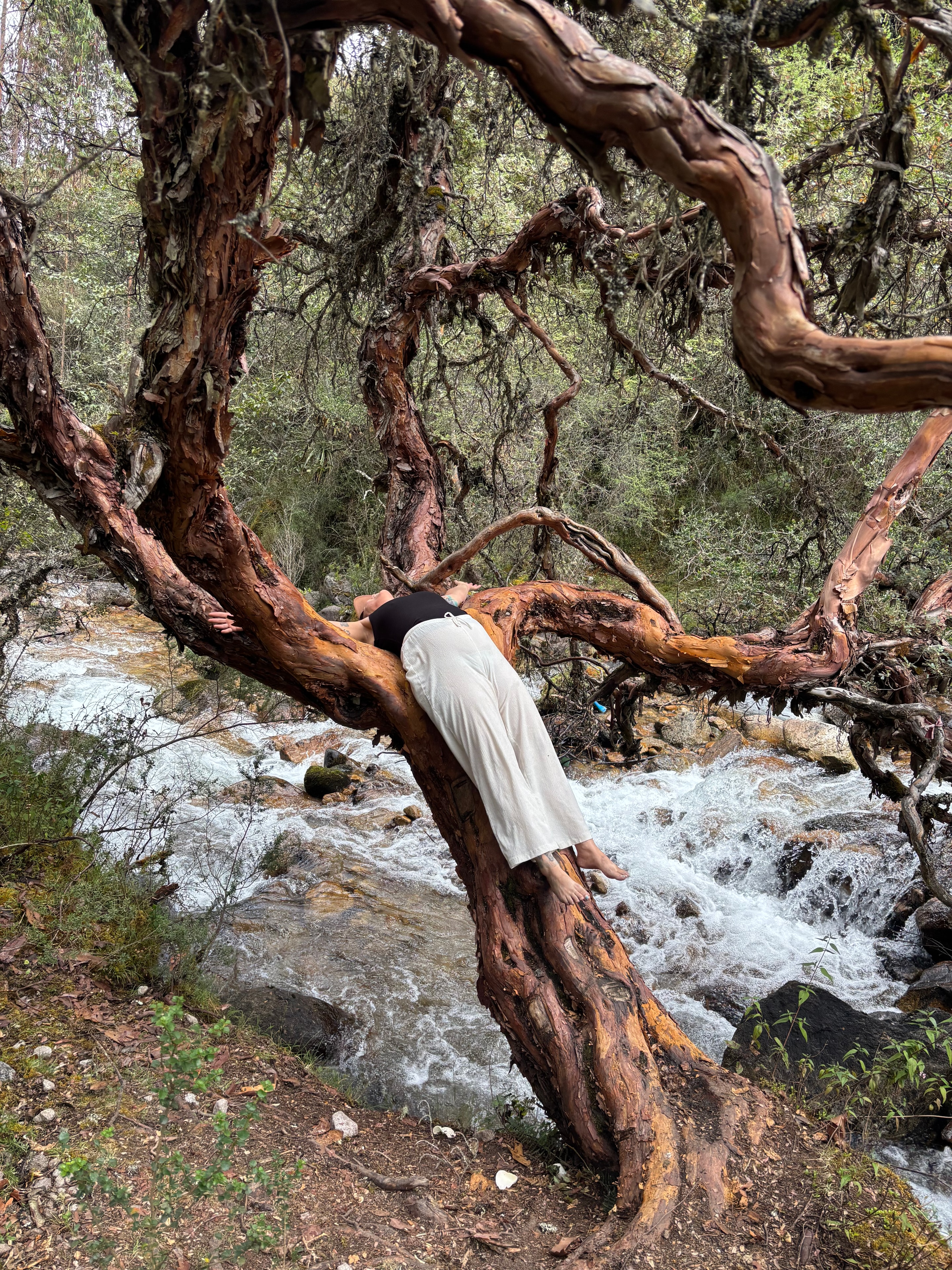 Shasta resting on a tree by a waterfall